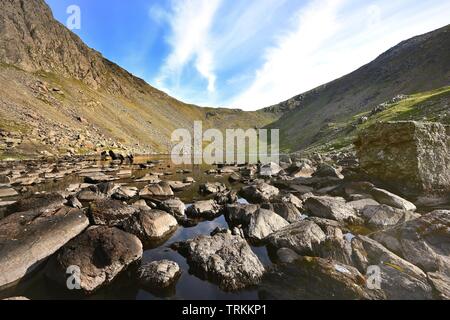 Ziegen Wasser und der Beginn der Torver Beck Stockfoto