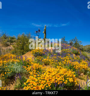 Ein Saguaro Kaktus in der Wüste von Arizona auf einem Hügel mit einem super Blüte von Kalifornien Mohnblumen an seiner Unterseite. Stockfoto