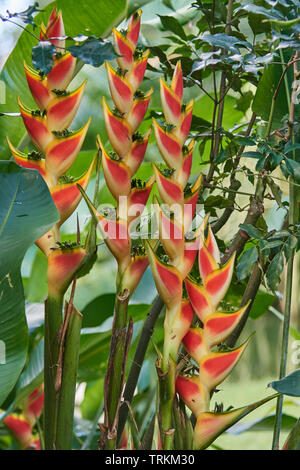 Helikonien, (Heliconia), Hummerscheren, Falsche Paradiesvogelblumen, Helikoniengewächse, Heliconiaceae, Heliconia Caribaea, Stockfoto