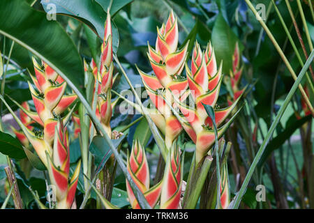 Helikonien, (Heliconia), Hummerscheren, Falsche Paradiesvogelblumen, Helikoniengewächse, Heliconiaceae, Heliconia Caribaea, Stockfoto