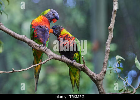 Vogel, Vogel, Allfarblori, Keilschwanzlori, (Trichoglossus haematodus), Loris, Loriinae, Trichoglossus haematodus Moluccanus, Rainbow lorikeet Stockfoto