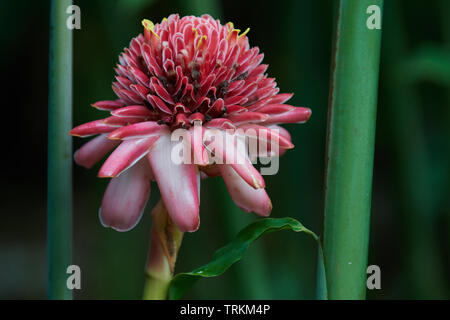 Fackel-Ingwer, Etlingera elatiorbegonie Erdbeere, Blume, Blüte, rot Ginger Lily Lily, Fackel, Fackel Ingwer, Wild Ginger, Zingerberaceae, Ingwer Familie, Stockfoto