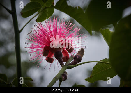 Pachira, Bombacaceae, Bombax ellipticum, Pachira Aquatica, Blume, Blüte, rot, rote, Glueckskastanie, Mexiko, Stockfoto