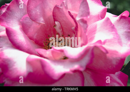 Nahaufnahme eines Full Frame von rosa Rose. Stockfoto