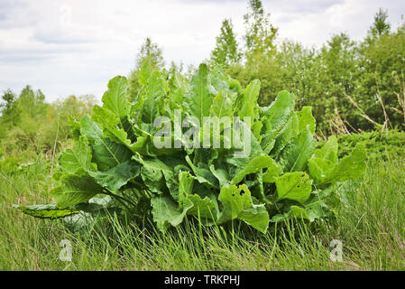 Big Bush junge Meerrettich (Armoracia rusticana). Wurzelgemüse verwendet als Gewürz und vorbereitet als Würze Stockfoto