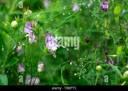 Aquilegia vulgaris aka Common Columbine in verschiedenen Farben im Garten im Sommer blühen Stockfoto