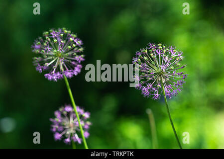 Lila allium nutans Zwiebel Blumen closeup Stockfoto