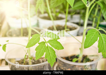 Keimlinge von Tomaten in einer Sun Ray in einzelne Töpfe vor dem Einpflanzen in den Boden. Stockfoto