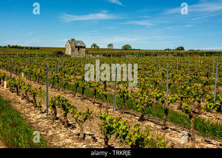 Maine-et-Loire (49) Le vignoble du Saumurois // Frankreich. Maine et Loire (49) Der Weinberg von Saumurois Stockfoto