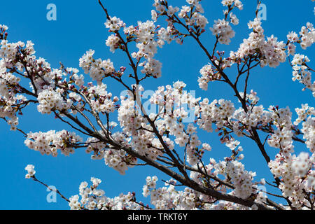 Kirschblüten, oder Sakura, in voller Blüte im Frühjahr, gegen den blauen Himmel, Kanazawa, Präfektur Ishikawa, Japan. Stockfoto