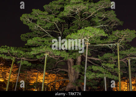 Lange Belichtung (kein Flash) Nacht Blick auf Pinien mit Struts Branchen unterstützen, Kenrokuen Garten, Kanazawa, Präfektur Ishikawa, Japan. Kenroku Stockfoto