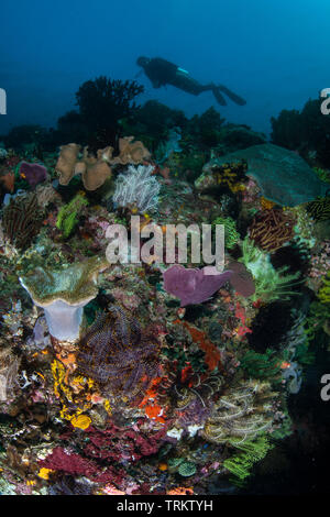Ein Scuba Diver erforscht eine lebendige Korallenriff im Komodo National Park, Indonesia. Dieser tropischen Region ist Teil des artenreichen Coral Triangle. Stockfoto