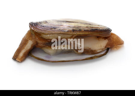 Alaska razor razor Clam clam, Pacific, ohmizogai auf weißem Hintergrund Stockfoto