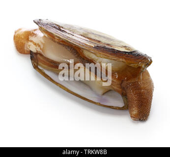 Alaska razor razor Clam clam, Pacific, ohmizogai auf weißem Hintergrund Stockfoto