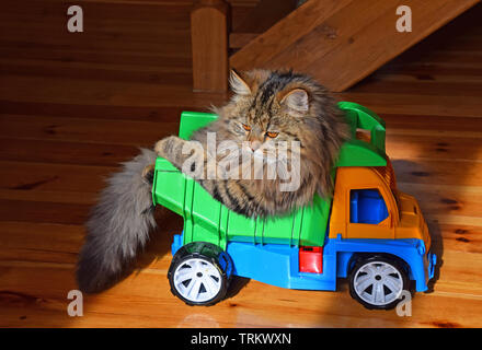 Nahaufnahme Seite Profil Porträt eines braunen Hauskatze in Spielzeug-Lkw sitzen und Wegsehen, Low Angle View Stockfoto