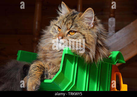 Nahaufnahme Seite Profil Porträt eines braunen Hauskatze in Spielzeug-LKW saßen und an der Kamera, Low Angle View Stockfoto