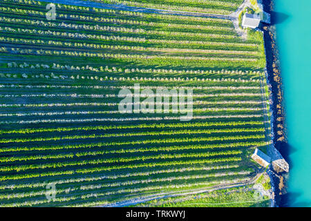 Apple Farm in der Nähe von Lofthus am Sörfjord, einem Zweig der Hardangerfjord, blomstering im Mai, Drone, Hardanger, Norwegen Stockfoto