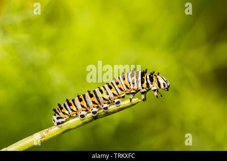 Schwalbenschwanz (Papilio polyxenes Caterpillar) Stockfoto