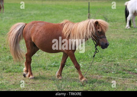 Verkettete Pferd Zirkustier ruhen und Essen im Gras. Stockfoto