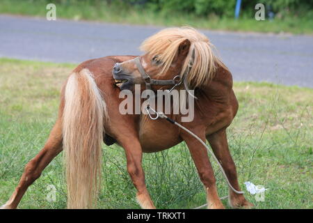 Verkettete Pferd Zirkustier ruhen und Essen im Gras. Stockfoto