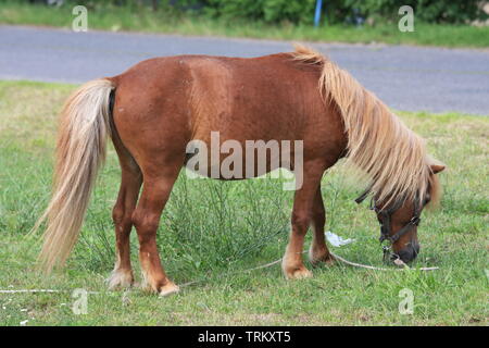 Verkettete Pferd Zirkustier ruhen und Essen im Gras. Stockfoto