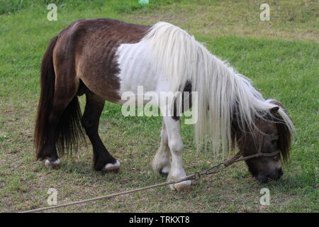 Verkettete Pferd Zirkustier ruhen und Essen im Gras. Stockfoto