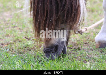 Verkettete Pferd Zirkustier ruhen und Essen im Gras. Stockfoto