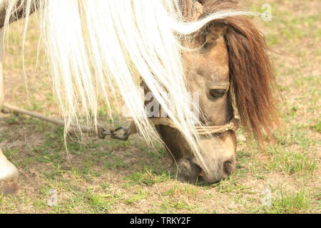 Verkettete Pferd Zirkustier ruhen und Essen im Gras. Stockfoto