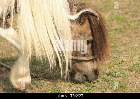 Verkettete Pferd Zirkustier ruhen und Essen im Gras. Stockfoto