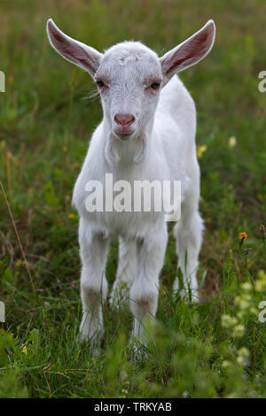 Kleine weiße Ziege auf der Wiese Stockfoto