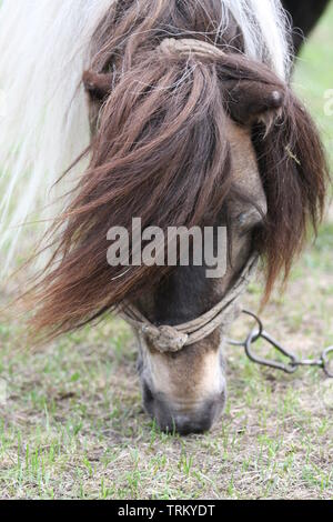 Verkettete Pferd Zirkustier ruhen und Essen im Gras. Stockfoto