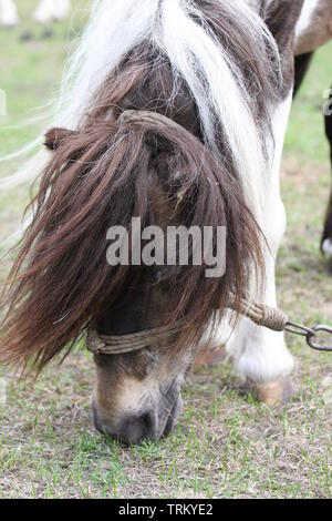 Verkettete Pferd Zirkustier ruhen und Essen im Gras. Stockfoto