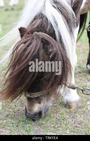 Verkettete Pferd Zirkustier ruhen und Essen im Gras. Stockfoto