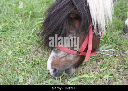 Verkettete Pferd Zirkustier ruhen und Essen im Gras. Stockfoto