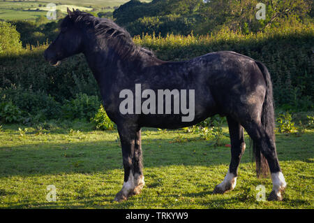 Ein sehr matschig vom Rollen schwarz Welsh Cob Pferd stehend Alert in seinem Feld an etwas in der Ferne suchen Stockfoto