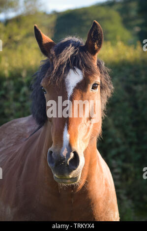 Porträt einer Bucht (braun und schwarz) Welsh Cob Stute Pony auf dem Gebiet im Norden von Wales Stockfoto