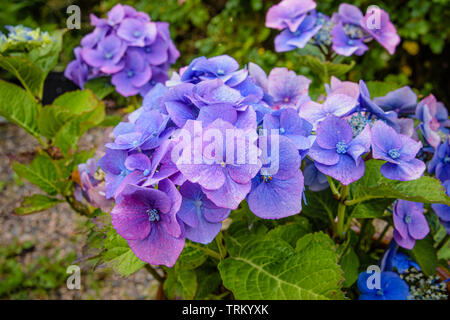 Eine Nahaufnahme einer Hortensie, oder hortensia, Pflanzen in voller Blüte. Stockfoto