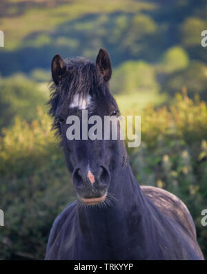 Schwarz Welsh Cob Abschnitt D, geradeaus in die Kamera, kopfschüsse Stockfoto