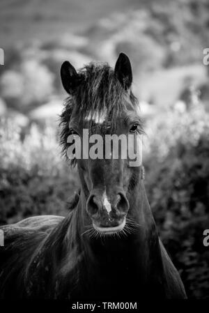 Headshot von erschrocken schwarz Welsh Cob schwarzen Hengst Pferd in ein Feld im Norden von Wales mit Bergen im Hintergrund Stockfoto