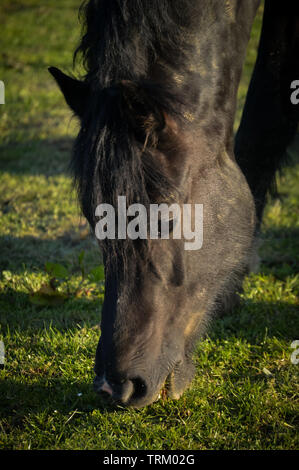 Schwarz Welsh Cob Abschnitt D, geradeaus in die Kamera, kopfschüsse Stockfoto