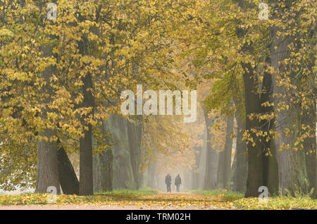 Herbst Landschaft im Park. Die Blätter an den Bäumen eine bunte Farbe haben. Stockfoto