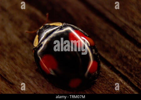 Das Foto von roten und schwarzen lady Bug auf den Wald Stockfoto