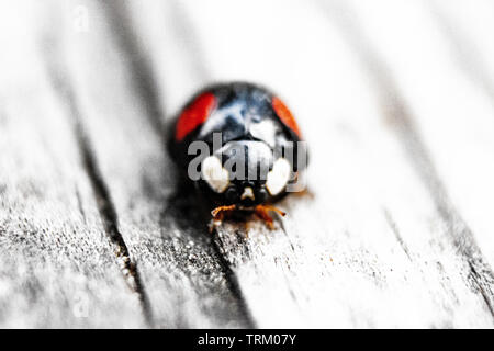 Das Foto von roten und schwarzen lady Bug auf den Wald Stockfoto