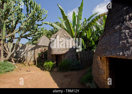 Traditionelle Dorze Bienenstock Hütte umgeben von falschen Banane. Aufgenommen In Chencha, Omo-Tal, Äthiopien Stockfoto