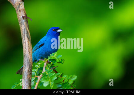 Ein Indigo-Ammer posiert auf dem Ast einer Sprössling-Honigheuschrecke. Stockfoto