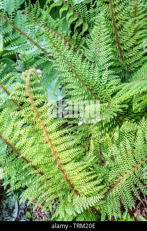 Polystichum setiferum Plumosum Densum'', weiches Shield Fern Stockfoto