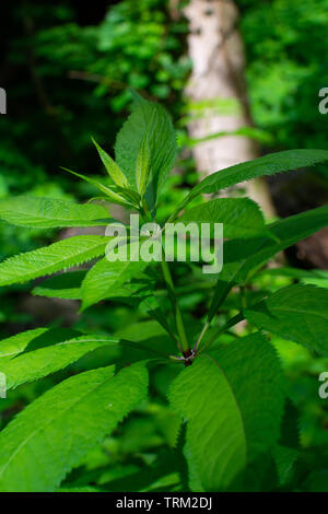 Wildblumen in Illinois Canyon an einem schönen Frühlingstag. Verhungert Rock State Park, Illinois, USA Stockfoto