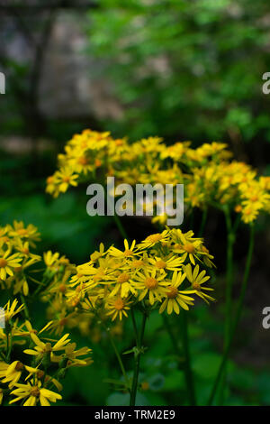 Wildblumen in Illinois Canyon an einem schönen Frühlingstag. Verhungert Rock State Park, Illinois, USA Stockfoto