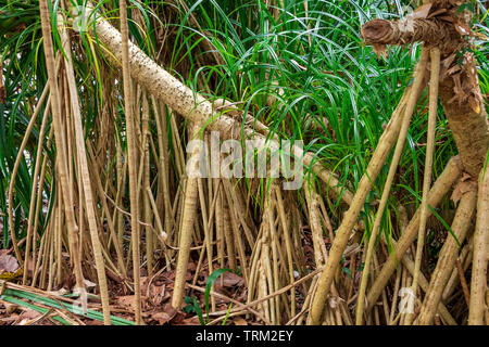 Tahitian screwpine Alias hala Baum (Pandanus tectorius) Antenne prop Wurzeln - Florida, USA Stockfoto