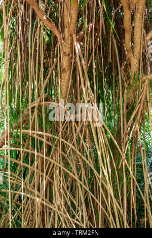 Tahitian screwpine Alias hala Baum (Pandanus tectorius) Antenne prop Wurzeln - Florida, USA Stockfoto